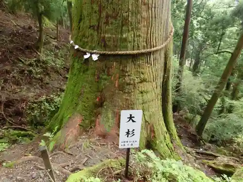 玉置神社の自然