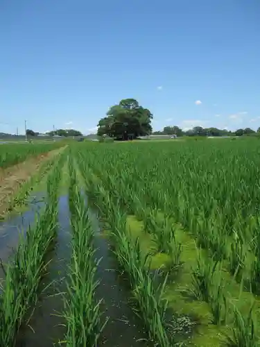 神明神社(千葉県)