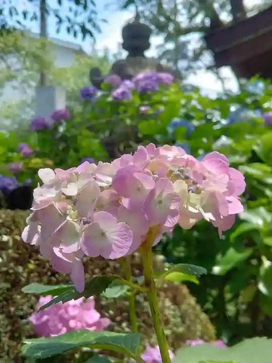 妙楽寺(神奈川県)
