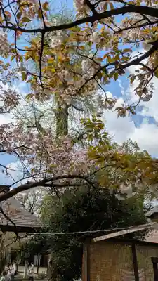 平野神社(京都府)