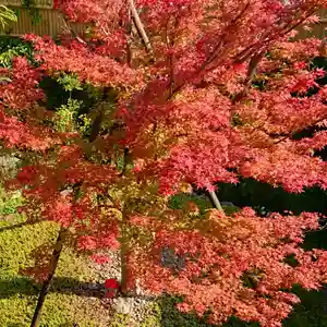 寿量山 速成寺の自然(2021年11月02日(火) 15時06分07秒投稿)