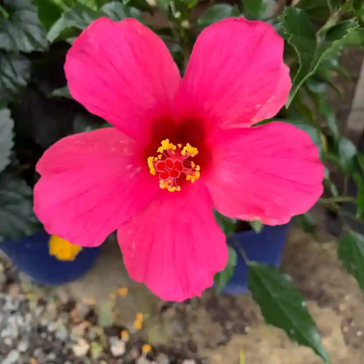 豊景神社の自然