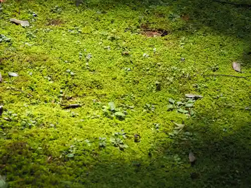 大原神社の自然