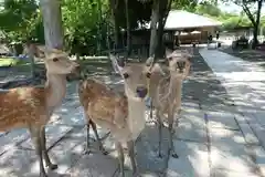 東大寺戒壇院千手堂の動物