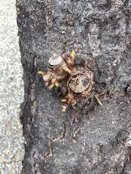 三輪神社の自然