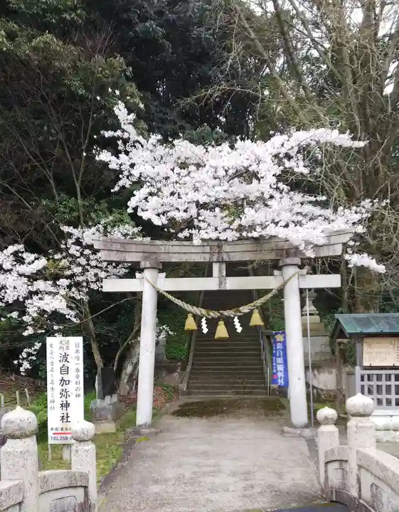 日本唯一香辛料の神 波自加彌神社の鳥居