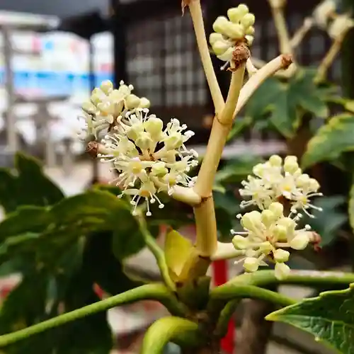 三輪神社の自然