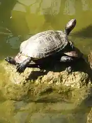 亀戸天神社の動物