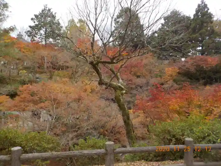 東福禅寺(東福寺)の自然