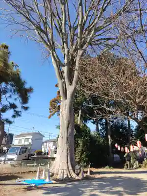 天神社(埼玉県)