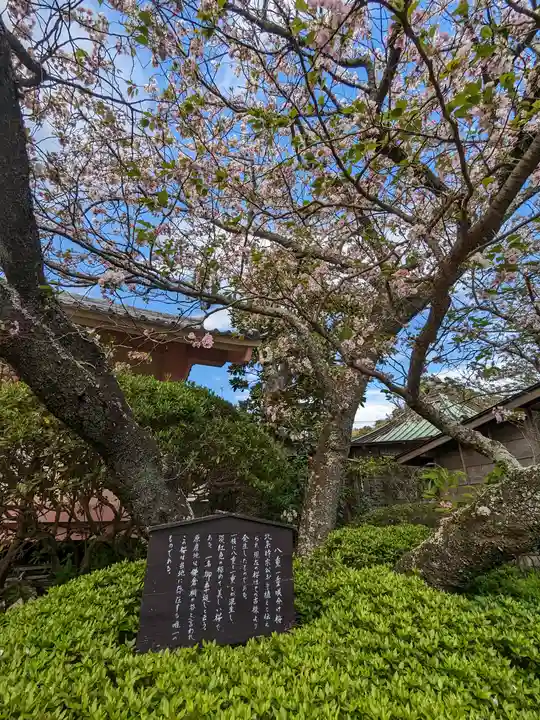 極楽寺(霊鷲山感應院極楽律寺)の自然