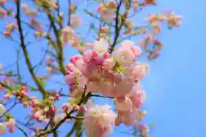 赤堂観音の自然(2020年04月03日(金) 15時53分49秒投稿)