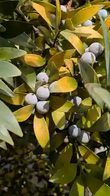 毛知比神社(滋賀県)