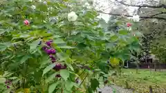 平野神社の自然