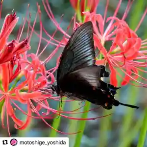 普門寺(切り絵御朱印発祥の寺)の動物(2021年09月16日(木) 20時30分43秒投稿)