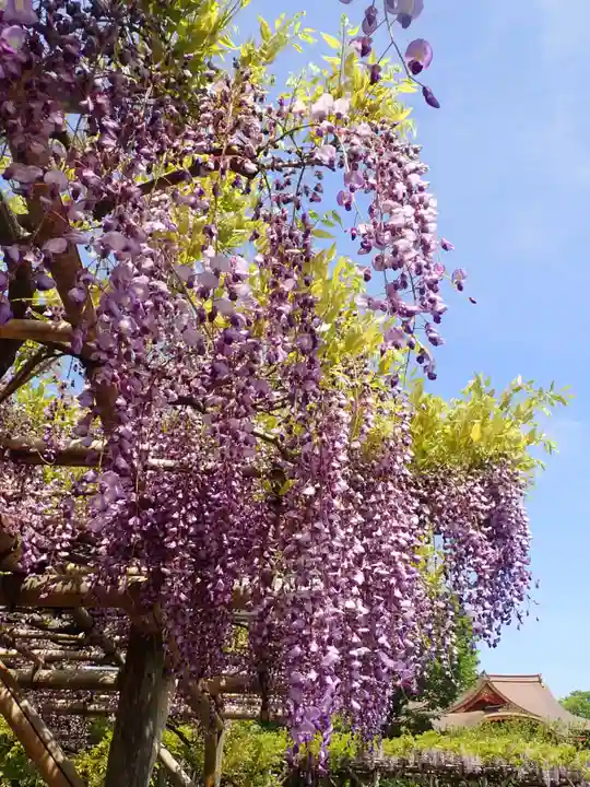 亀戸天神社(東京都)