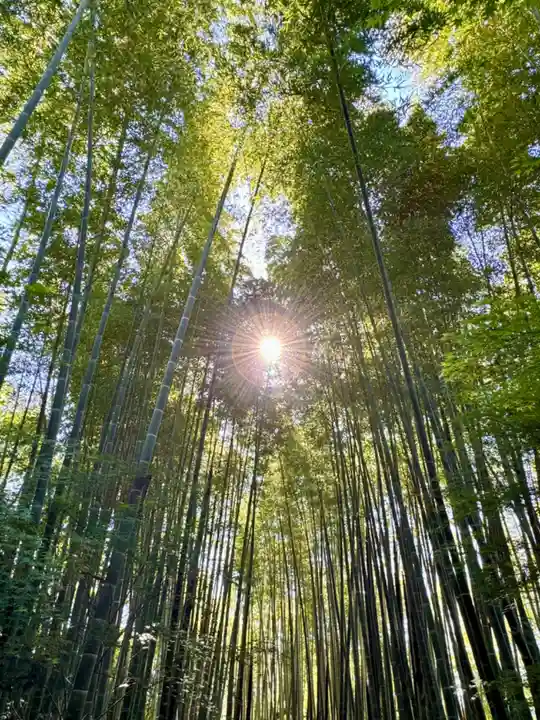 高台寺(高台寿聖禅寺・高臺寺)(京都府)