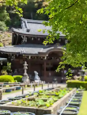 三室戸寺(京都府)