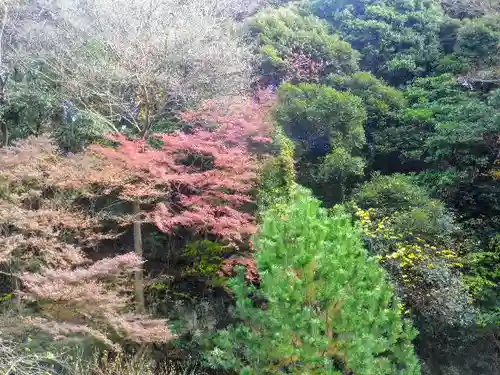 安國論寺（安国論寺）の自然