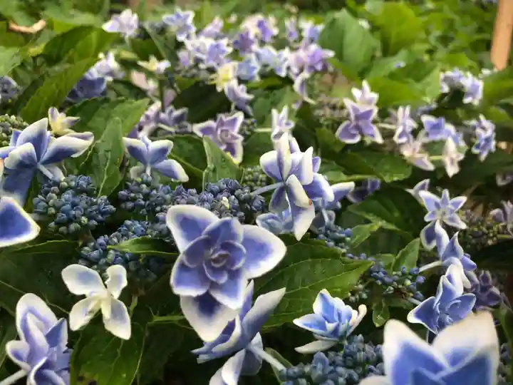 三室戸寺の自然