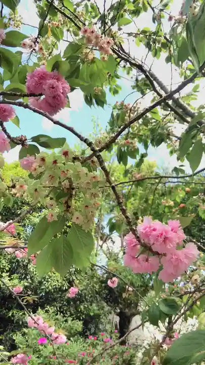 大報恩寺(千本釈迦堂)の自然