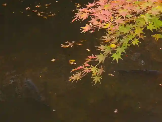 鶴岡八幡宮の自然