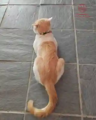 立志神社(滋賀県)