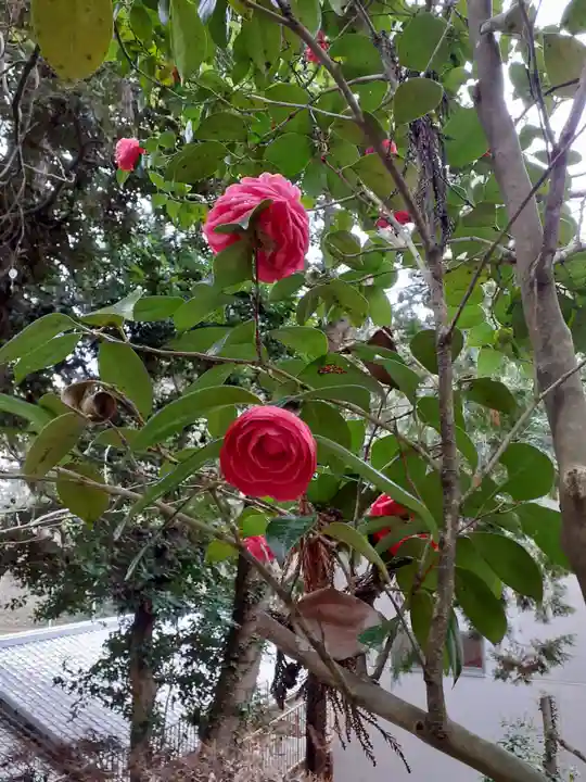 金刀比羅神社の自然