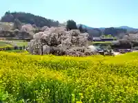 瀧桜神明宮(福島県)