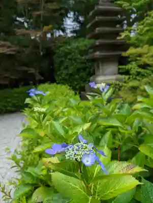 退蔵院(京都府)