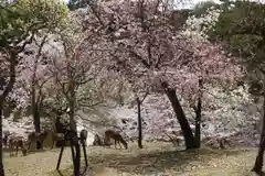 興福寺(奈良県)