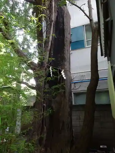 東神奈川熊野神社の自然