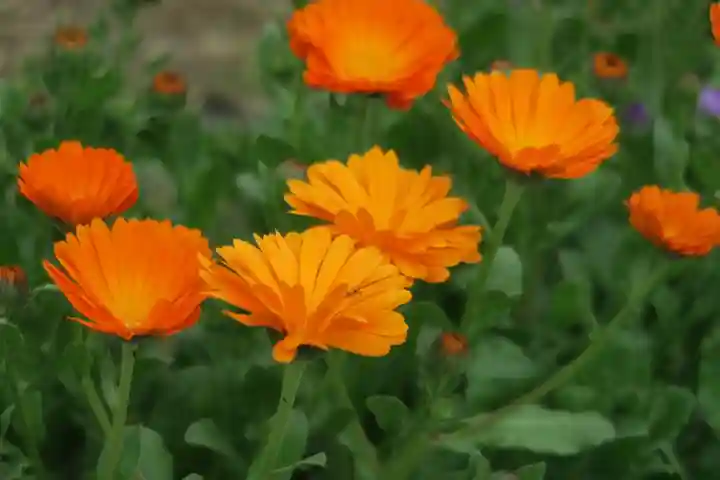 玉田神社(京都府)