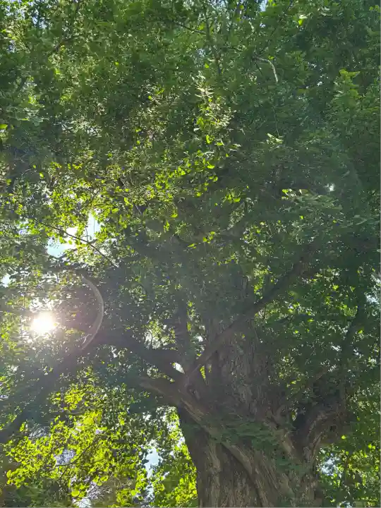 珍蔵寺 (山形県)