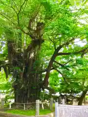 野木神社の自然