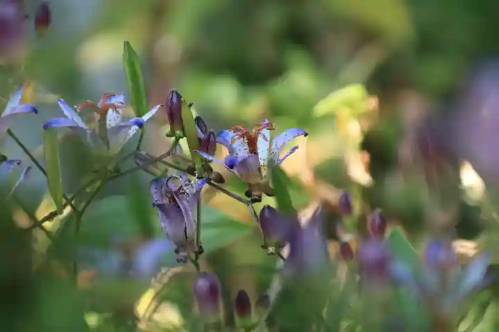 豊景神社の自然