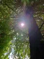 一山神社の自然