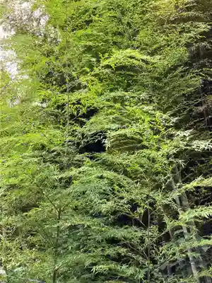 大山祇神社の自然