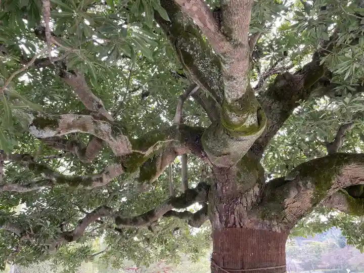 平等院(京都府)