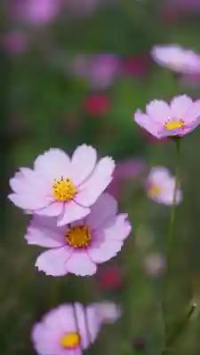 般若寺 ❁﻿コスモス寺❁(奈良県)