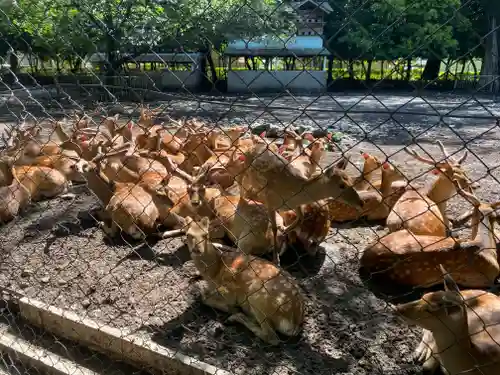 三嶋大社の動物