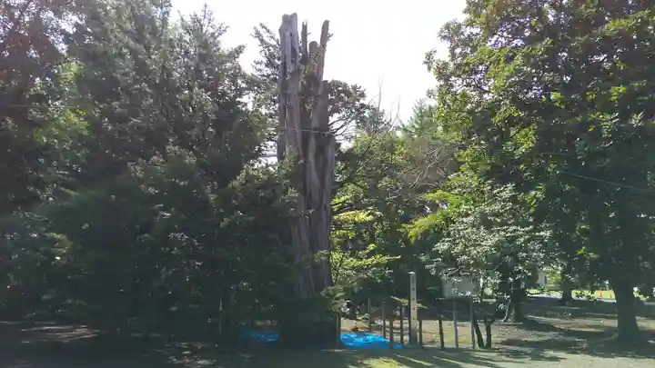 砂川神社の自然