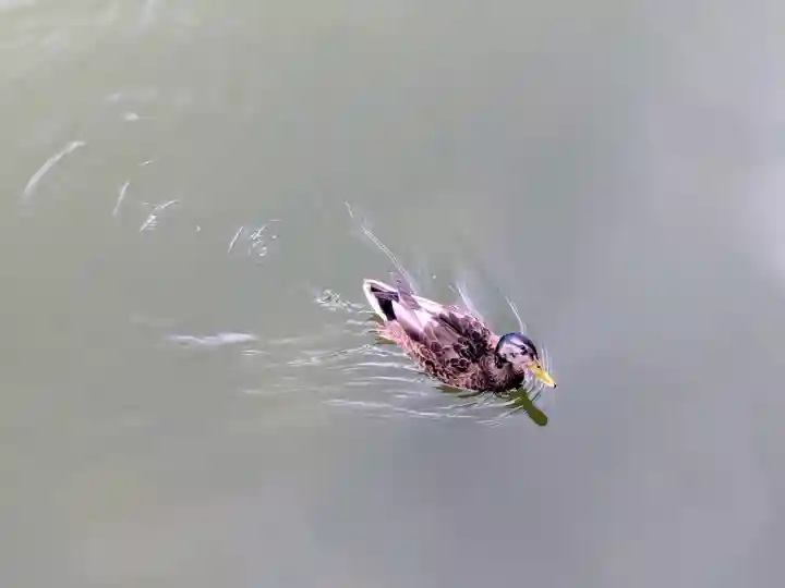平安神宮(京都府)