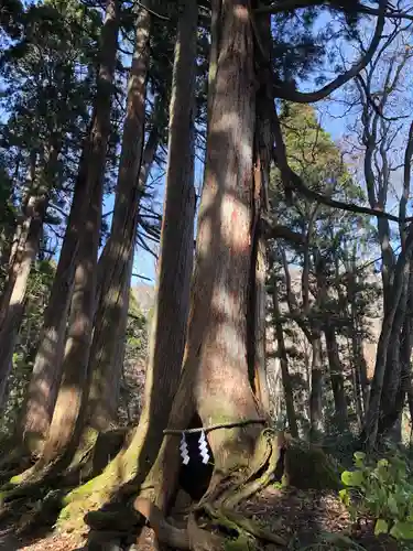 戸隠神社奥社(長野県)