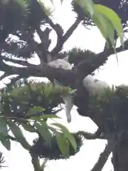 御誕生寺（猫寺）の動物