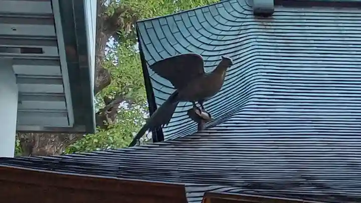 雉子神社(東京都)