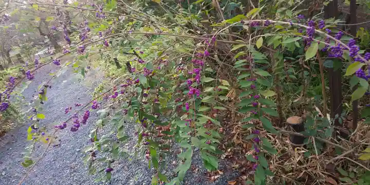平野神社の自然