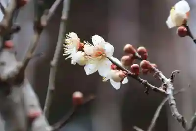 多賀神社の自然
