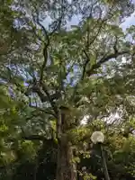 伊弉諾神宮の自然