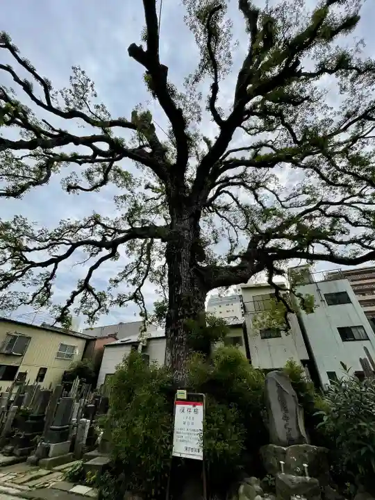大雄寺(東京都)